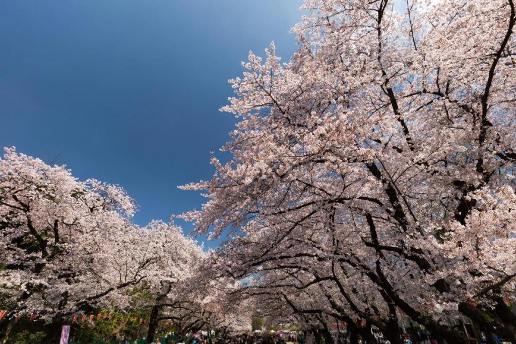 Forest Hongo Prefektura Tokio Exteriér fotografie